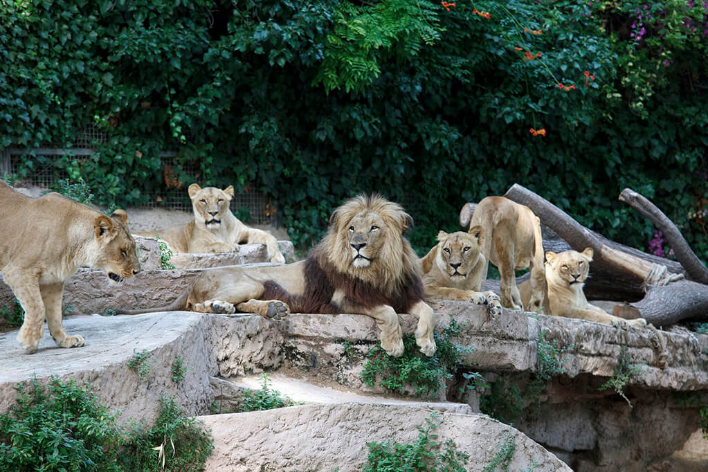 Зоопарк в Барселоне