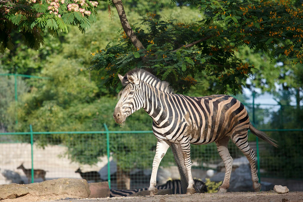 Зоопарк в Барселоне